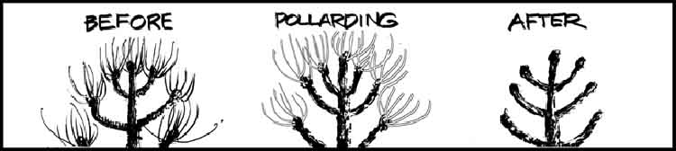 Pollarding - Permaculture Consultancy